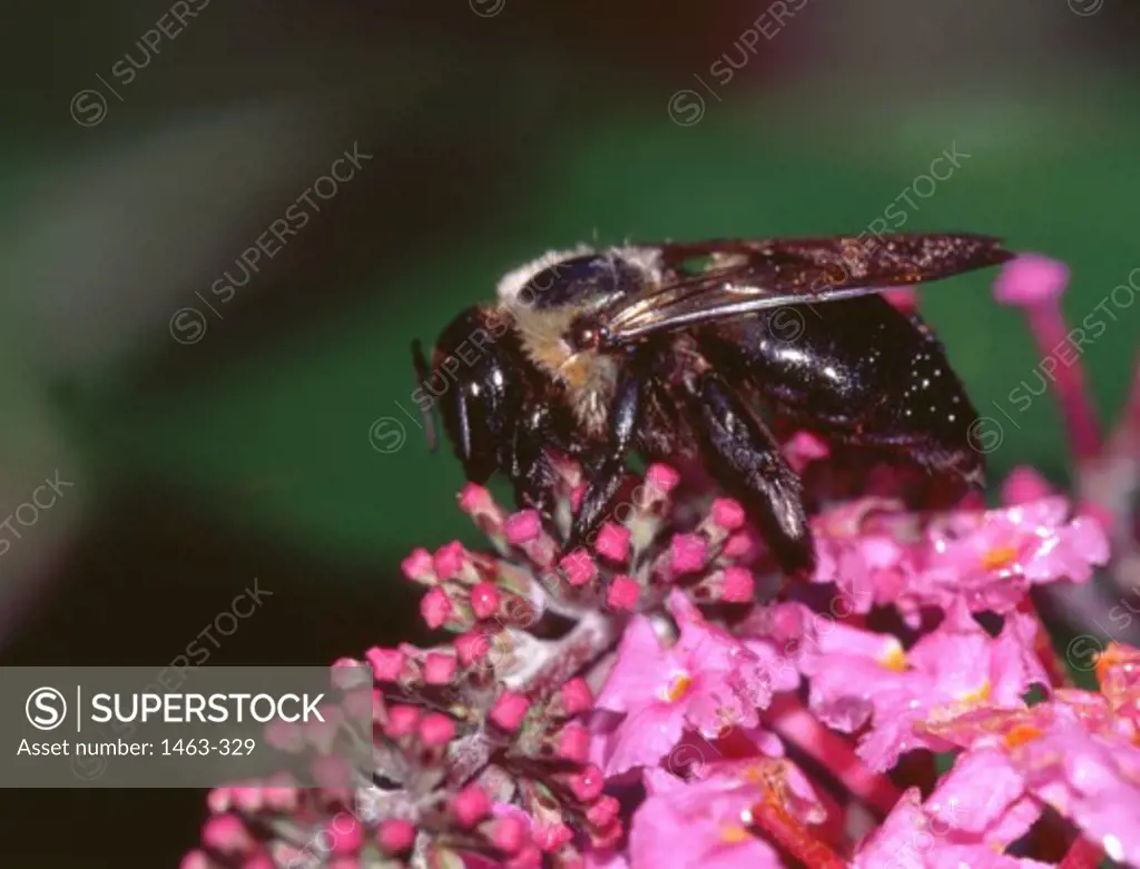 Close-up of a Carpenter Bee on a flower (Xylocopa sp.)