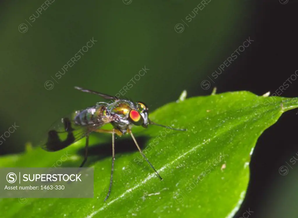 Close-up of a Long-legged Fly on a leaf