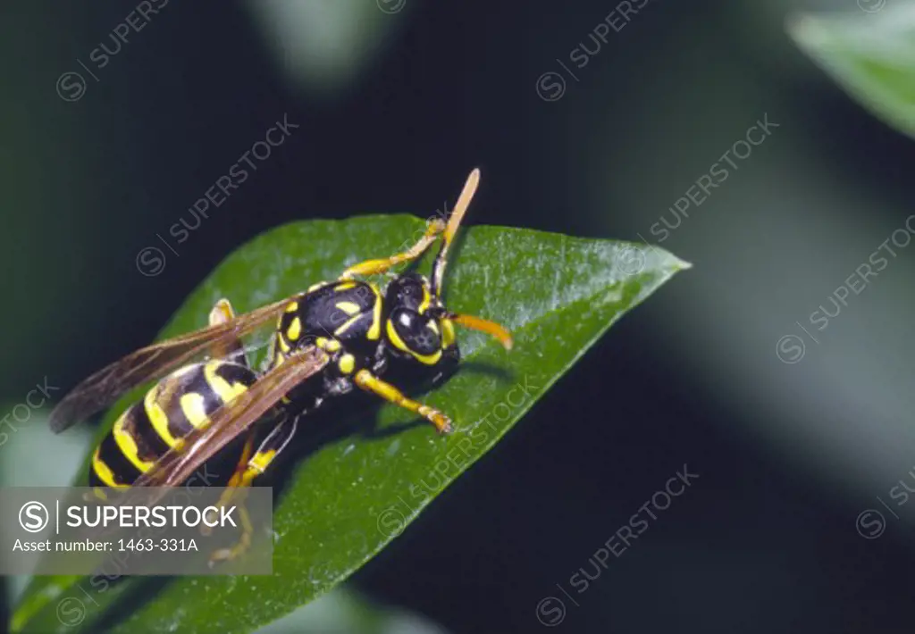 Close-up of a Paper Wasp on a leaf