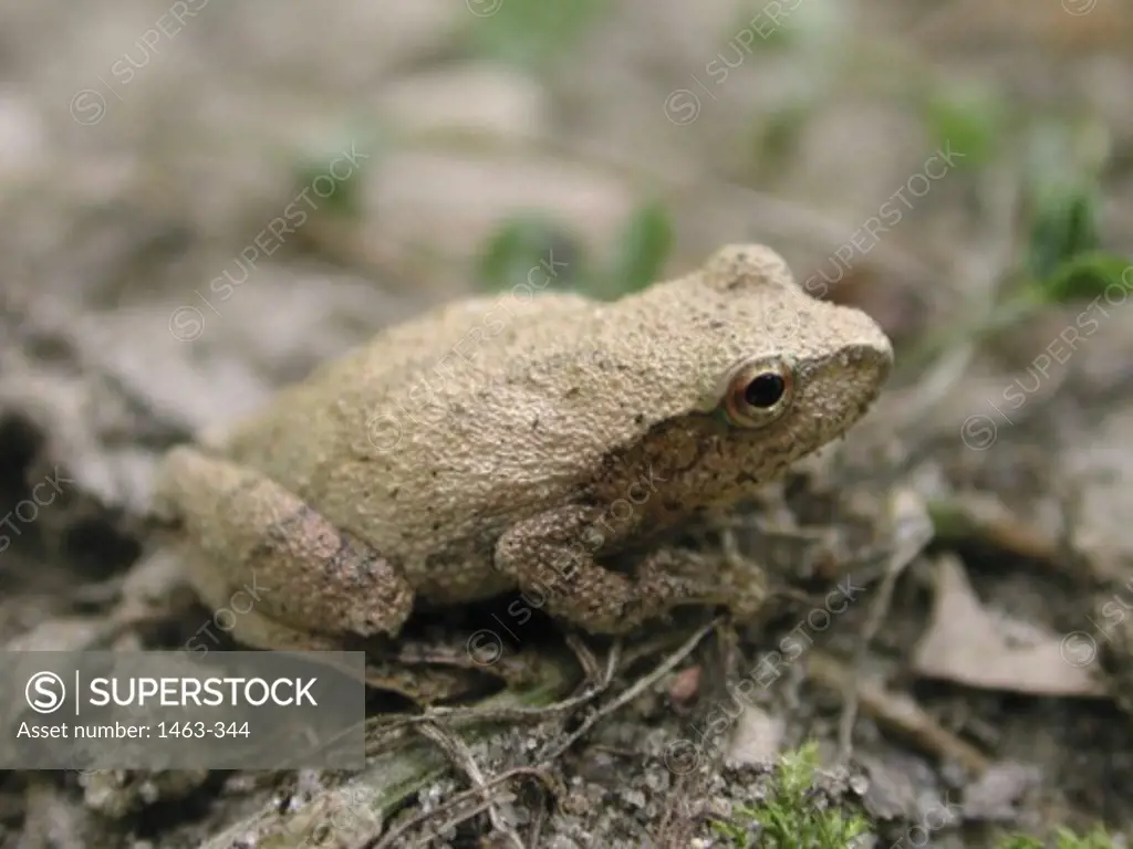 Close-up of a toad on the ground