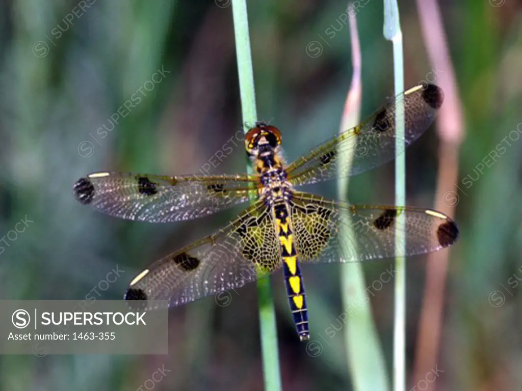 Close-up of a dragonfly on a stem