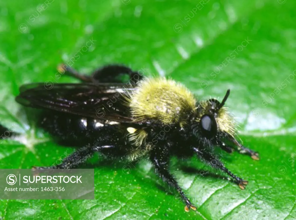 Close-up of a Sacken's Bee Hunter on a leaf