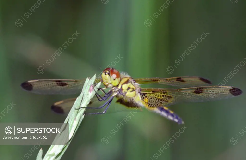 Close-up of a dragonfly on a bud