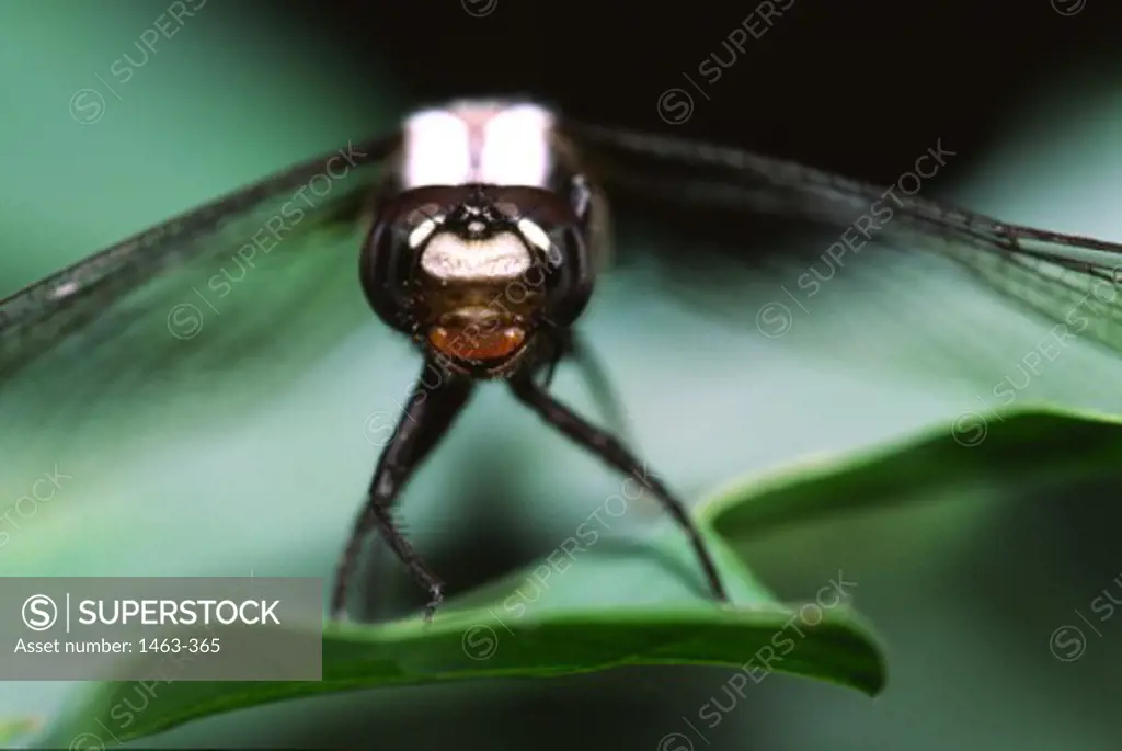Close-up of a dragonfly on a leaf
