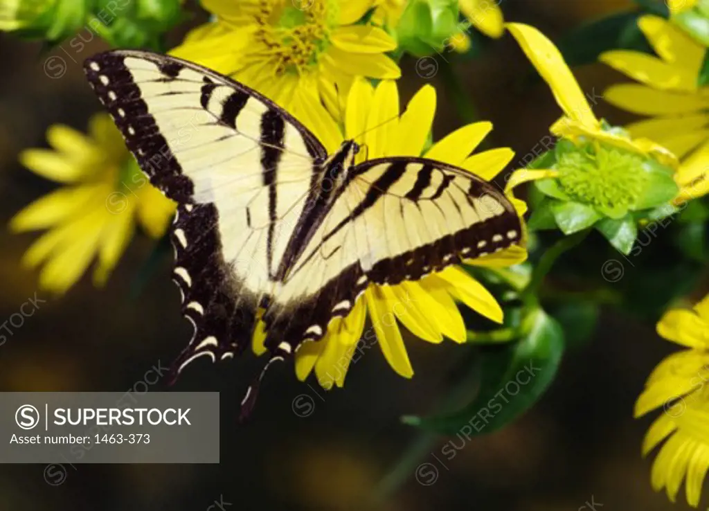 Close-up of a Tiger Swallowtail Butterfly pollinating a flower (Papilio glaucas)