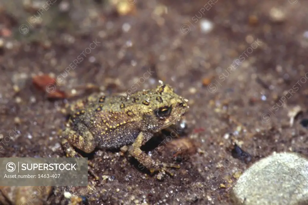 Close-up of a toad on a rock