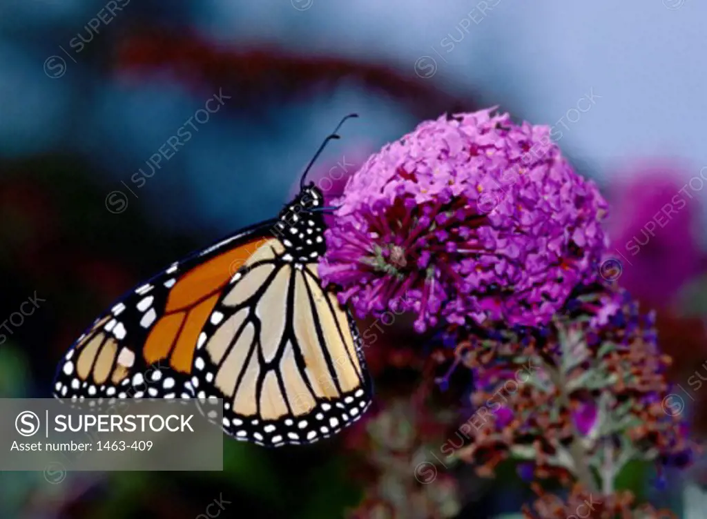 Close-up of a Monarch Butterfly pollinating a flower (Danaus plexippus)