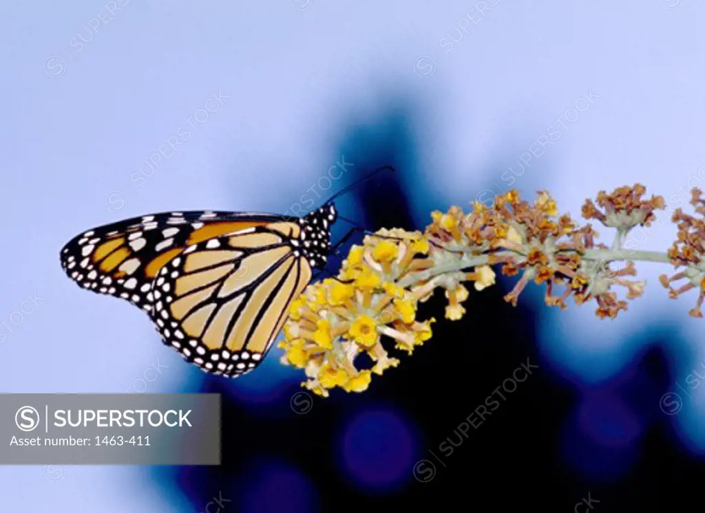 Close-up of a Monarch Butterfly pollinating a flower (Danaus plexippus)