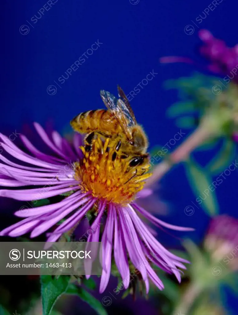 Close-up of a honey bee on a flower (Apis mellifera)