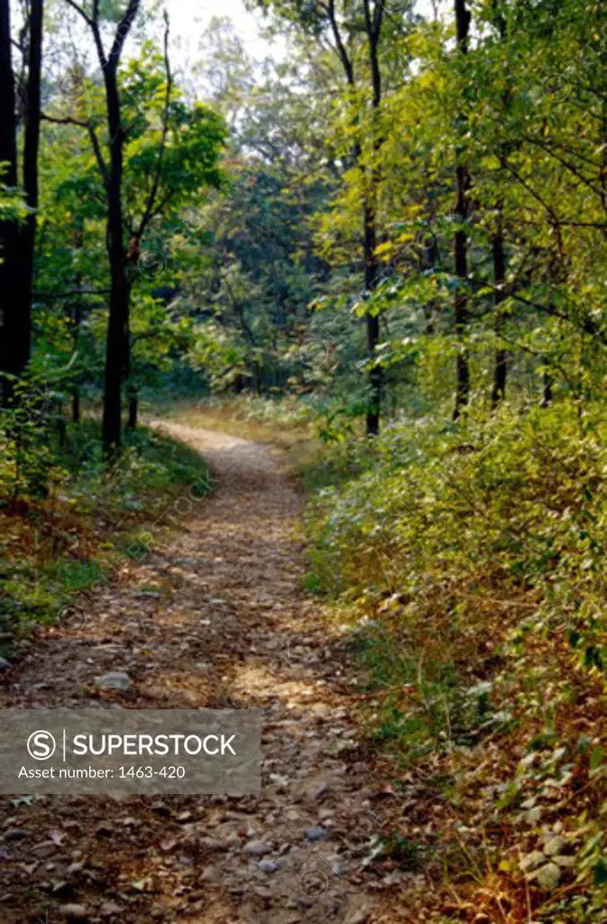 Path passing through a forest, Yankee Springs, Michigan, USA