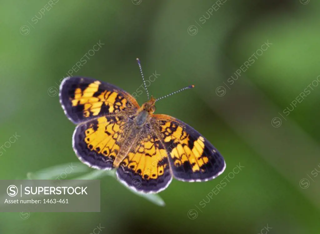 Close-up of a Pearly Crescentspot Butterfly hovering (Phyciodes tharos)