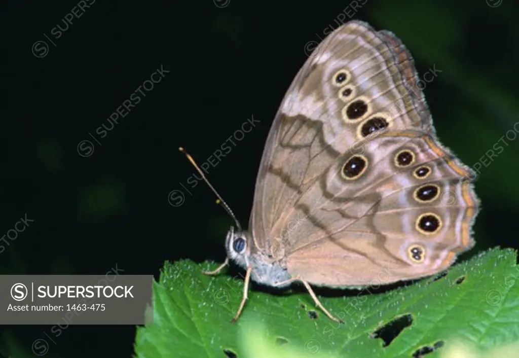 Close-up of an Eyed Brown Butterfly on a leaf (Satyrodes eurydice)