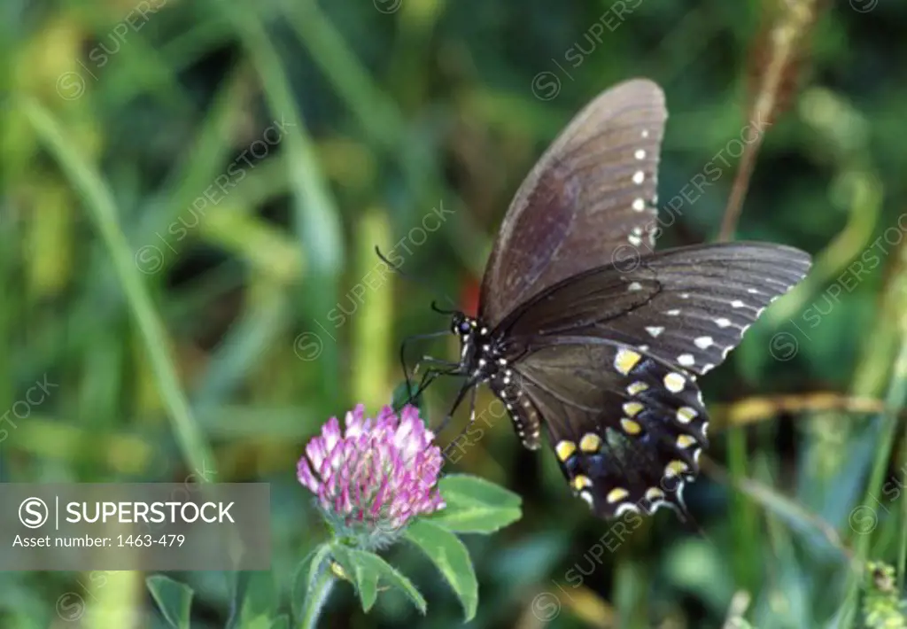 Close-up of a Black Swallowtail Butterfly pollinating a flower (Papilio Polyxenes)