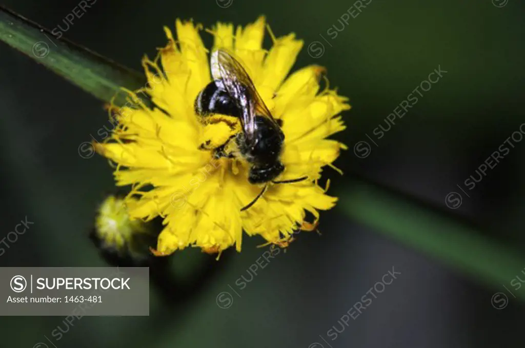 High angle view of a bee on a flower