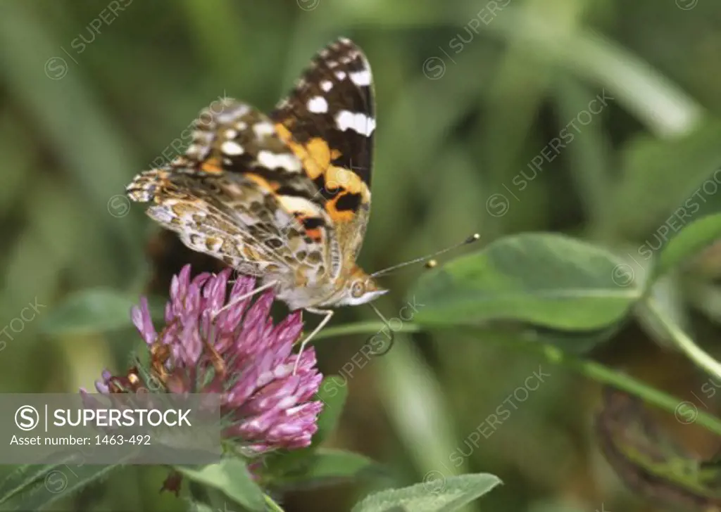 Close-up of a Painted Lady Butterfly pollinating a flower (Vanessa cardui)