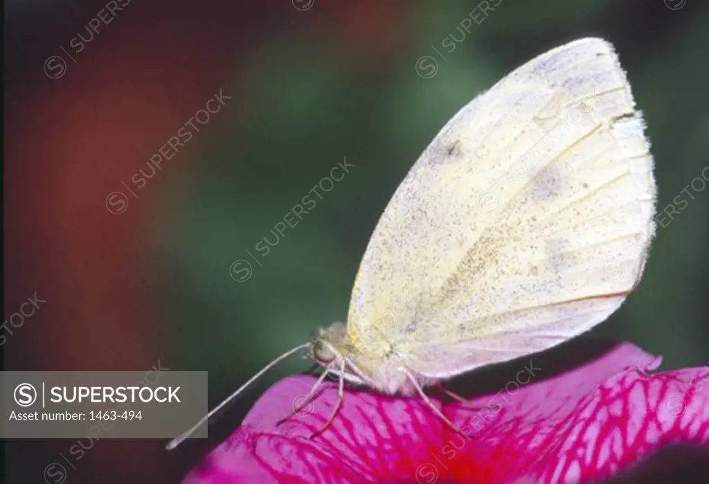 Close-up of a Cabbage White Butterfly (Pieris rapae) pollinating a petunia flower
