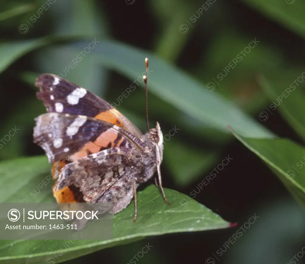 Close-up of a Red Admiral Butterfly on a leaf (Vanessa atalanta)