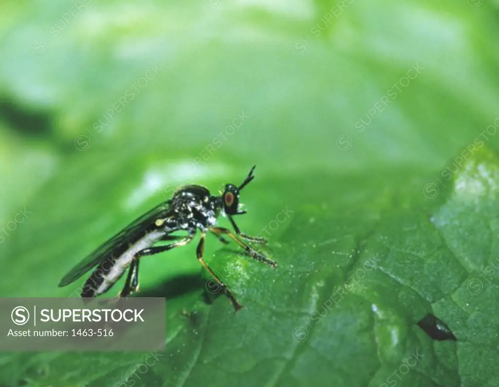 Close-up of a fly sitting on a leaf