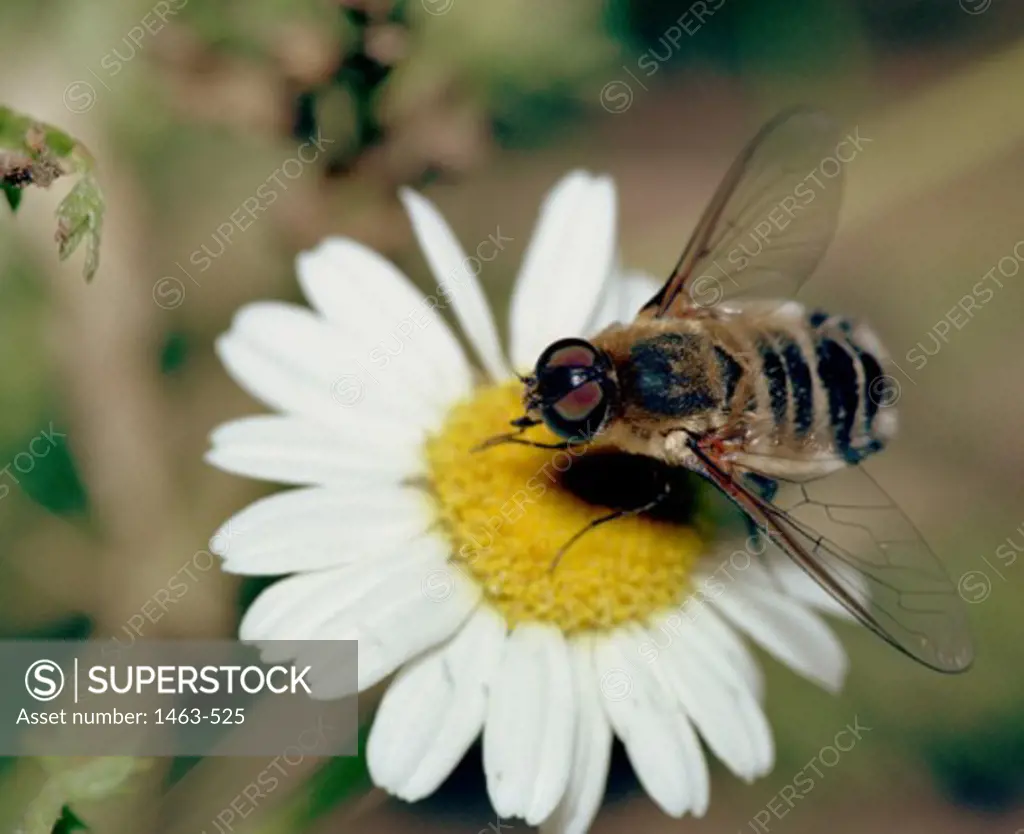Close-up of a Drone Fly (Eristalis tenax ) on an Oxeye Daisy (Leucanthemum vulgare)