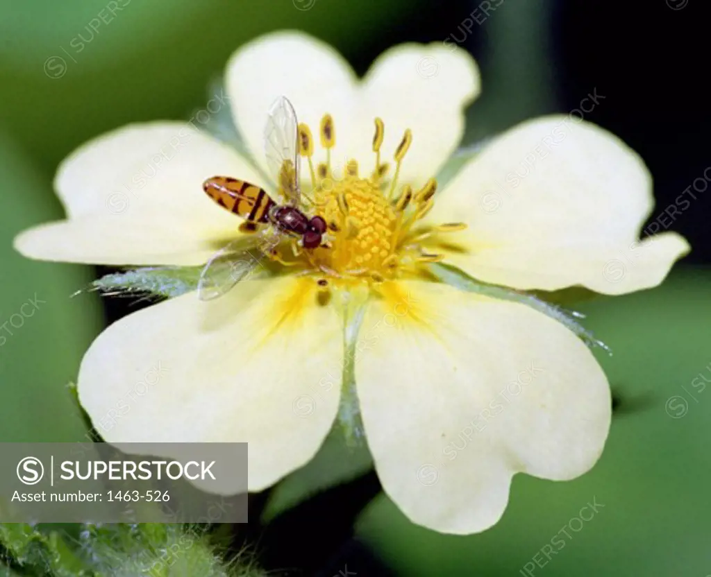 Close-up of a hoverfly on a Cinquefoil