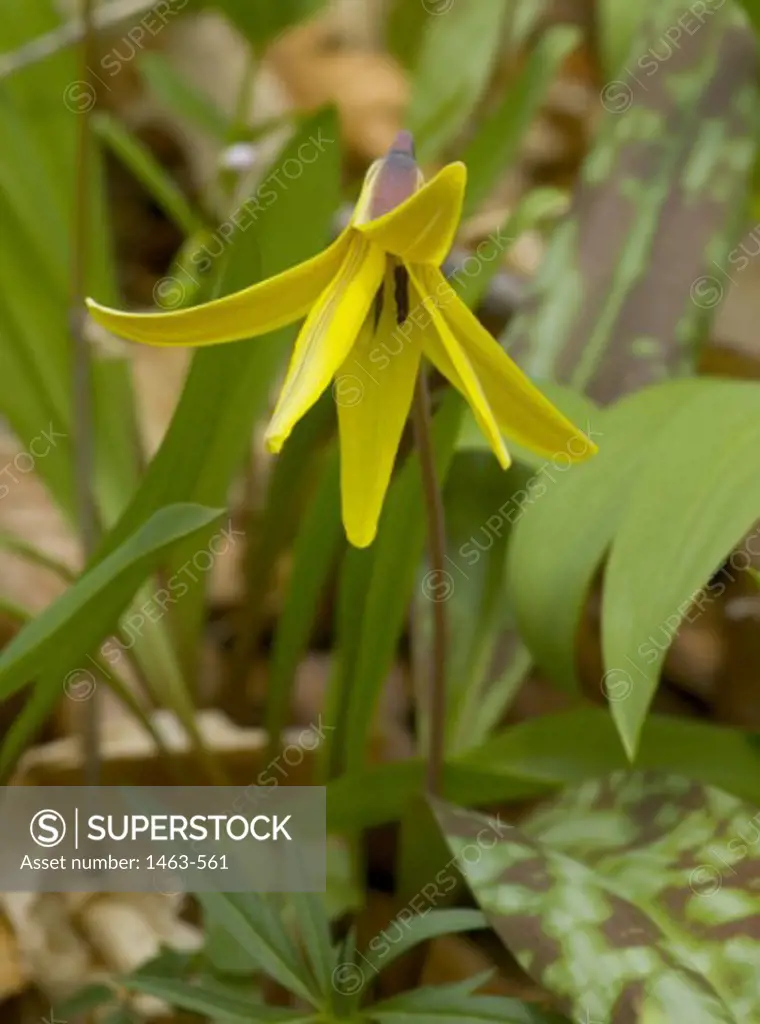 Close-up of a Trout Lily (Erythronium americanum)