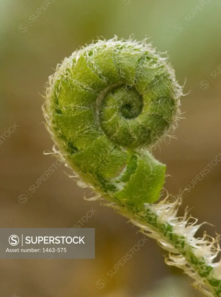 Close-up of fern fiddlehead