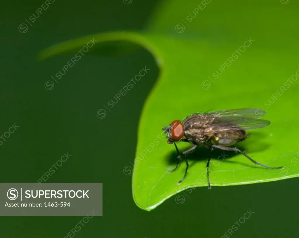 High angle view of a fly on a leaf