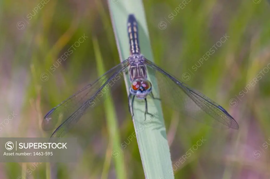 High angle view of a dragonfly on a leaf