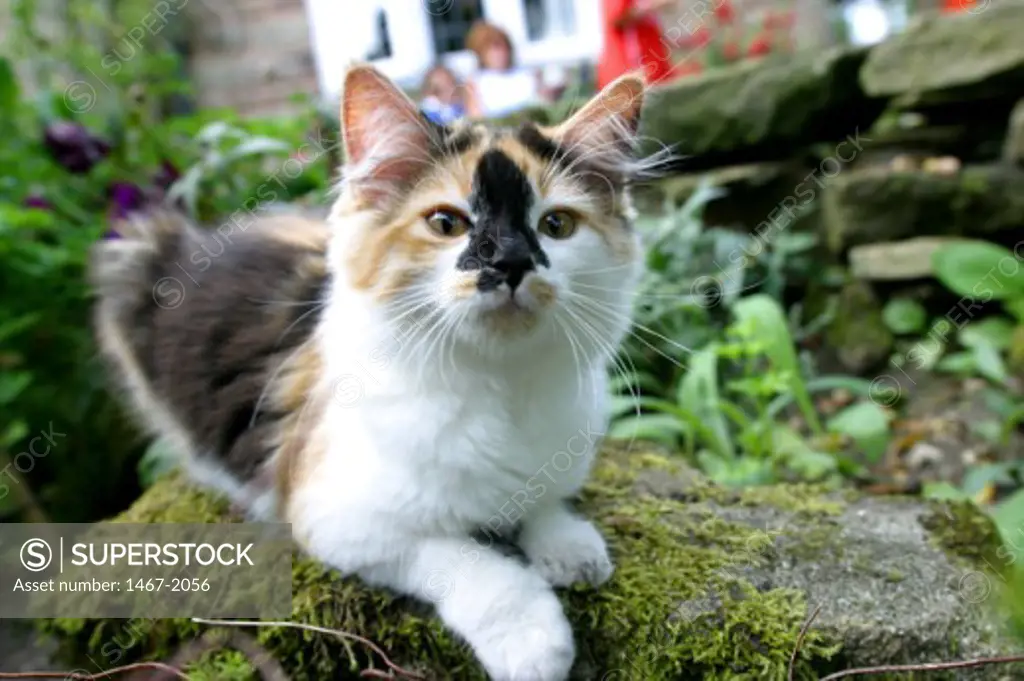 Close-up of a kitten sitting in a garden