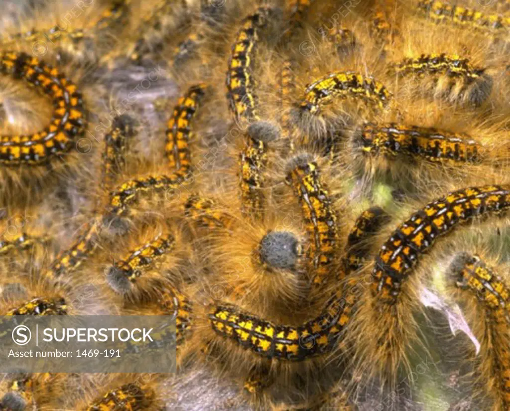 High angle view of a group of caterpillars crawling