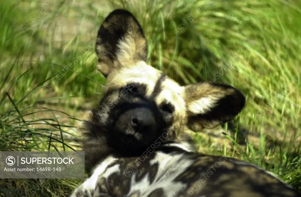 Close-up of an African wild dog