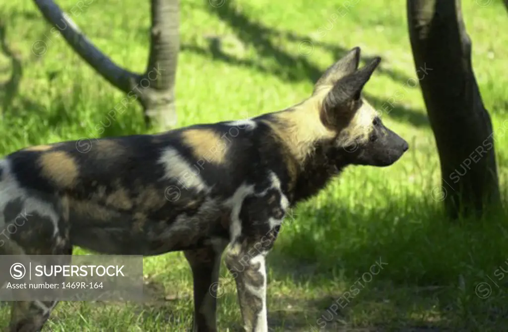 African wild dog in the forest