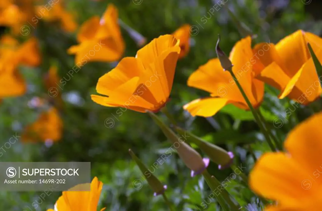 Close-up of Golden Poppies growing in a field