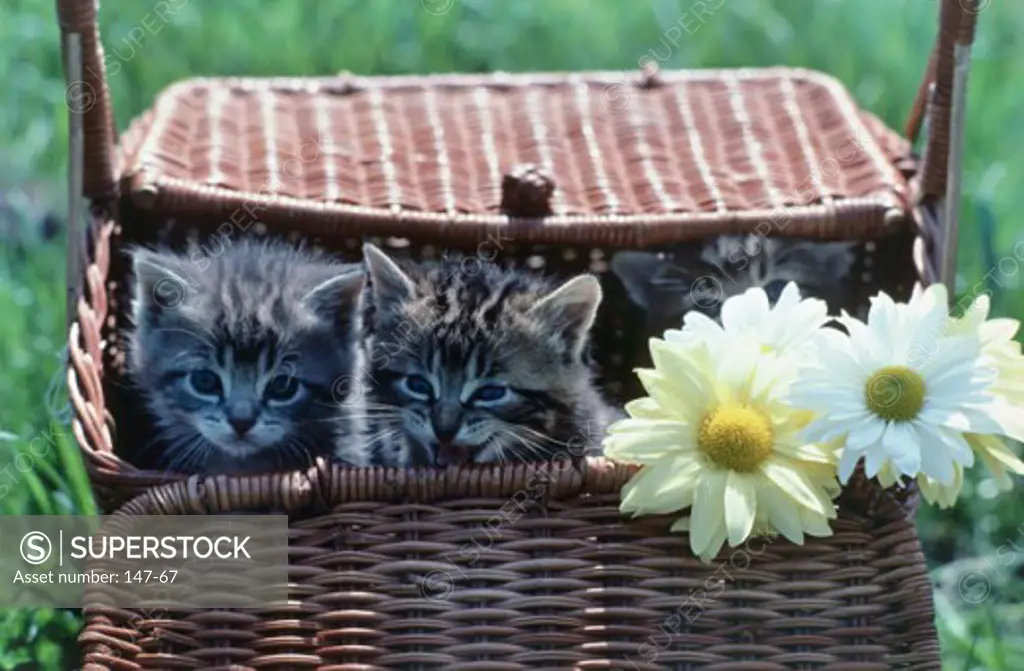 Close-up of three kittens peeking through a wicker basket