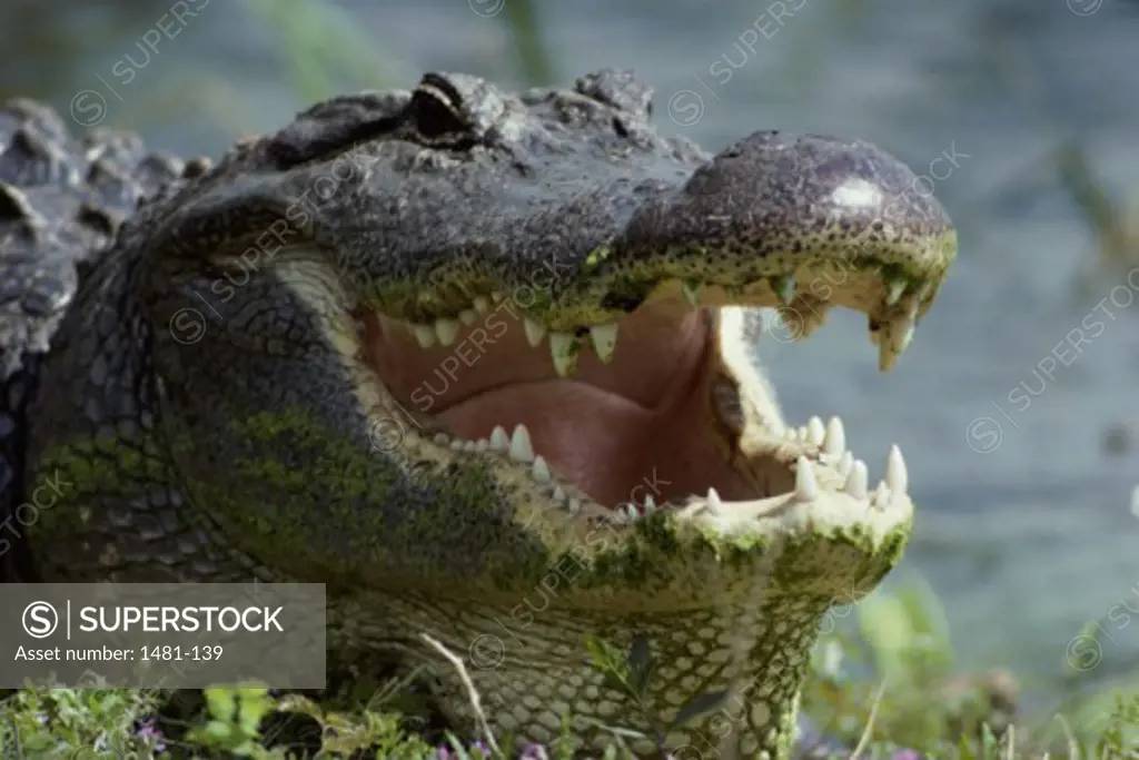Close-up of an adult Alligator