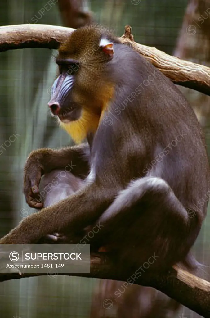 Male baboon on a tree