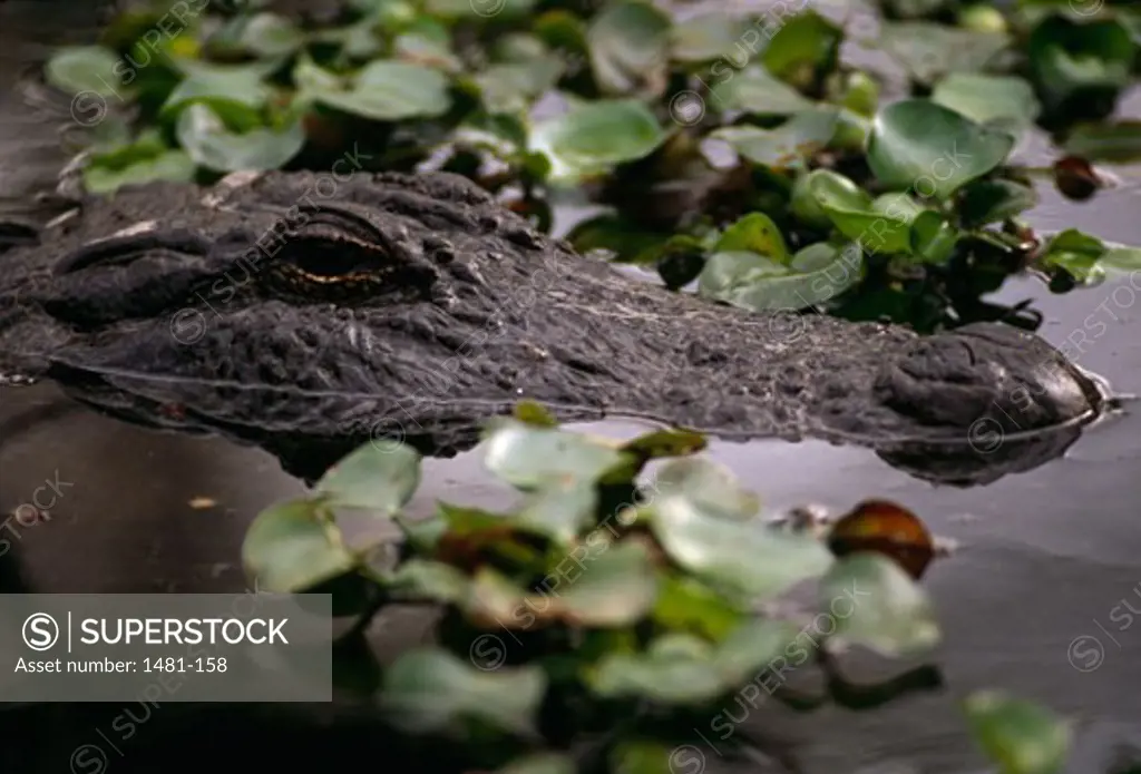 Alligator in a lake