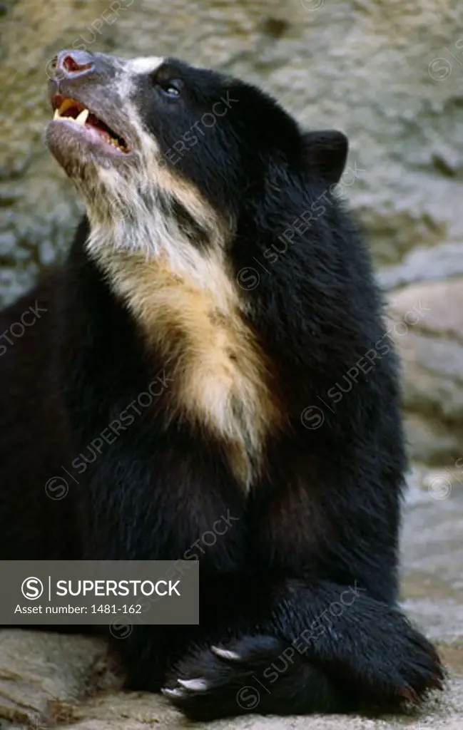 Close-up of a Spectacled bear (Tremarctos ornatus)