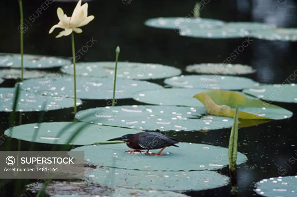 Kingfisher on a lilypad in a pond