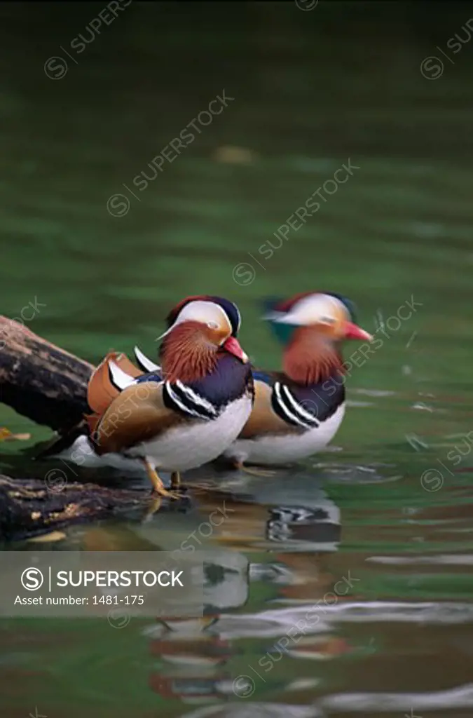 Pair of Wood ducks (Aix sponsa) in a pond