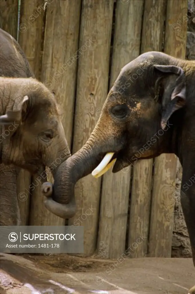Two African Elephants