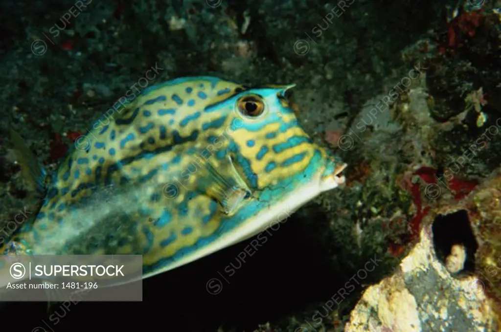 Close-up of a filefish swimming underwater