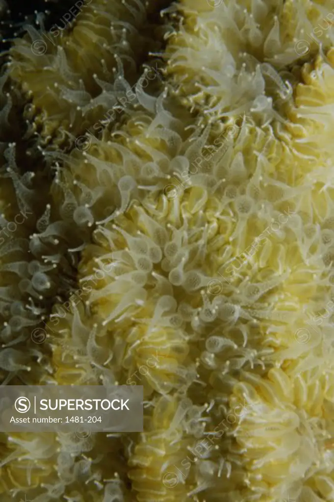 Close-up of coral underwater