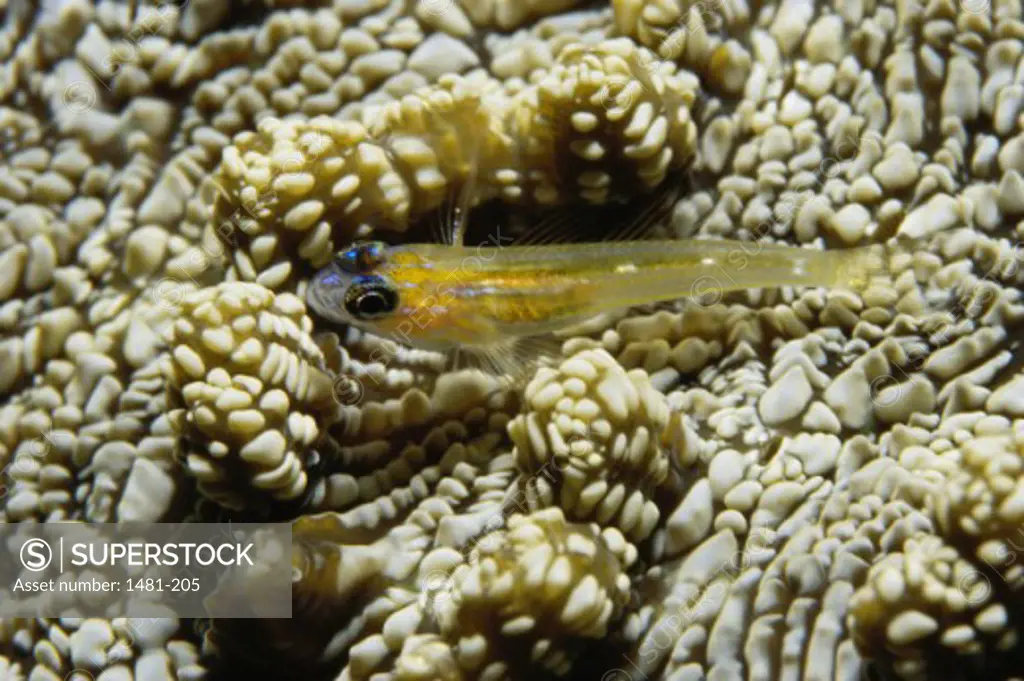 High angle view of a blenny (Salarias fasciatus) on Great Star Coral (Montastraea cavernosa)