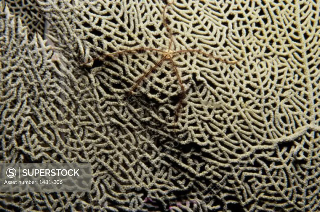 Close-up of a Brittle Star on Gorgonian Coral (Calcigorgia spiculifera)