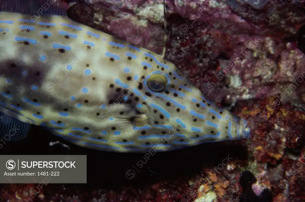 Close-up of a Scrawled Filefish swimming underwater (Aluterus scriptus)