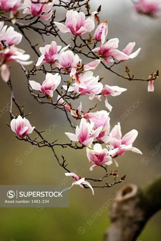 Close-up of pink flowers on a branch