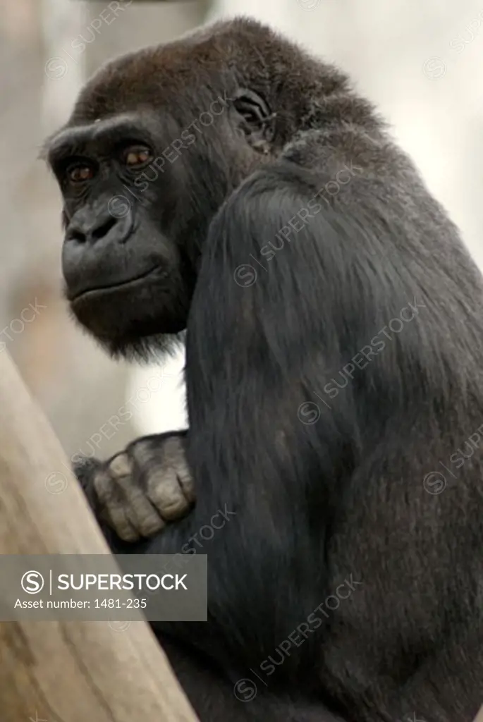 Close-up of a young female gorilla