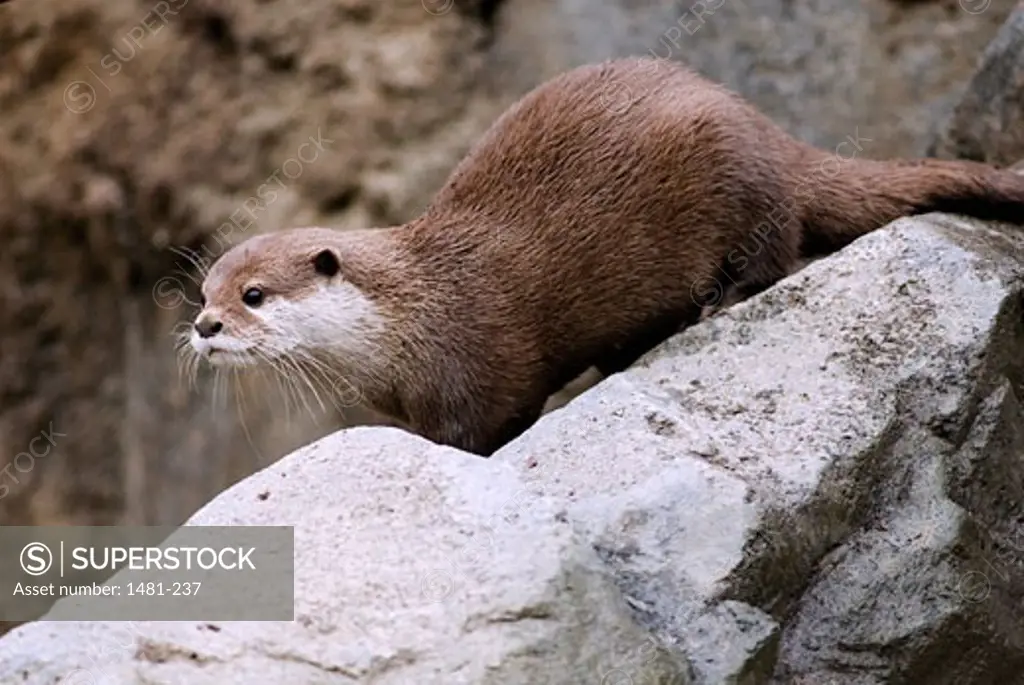 Oriental Short-Clawed otter (Aonyx cinerea) on a rock