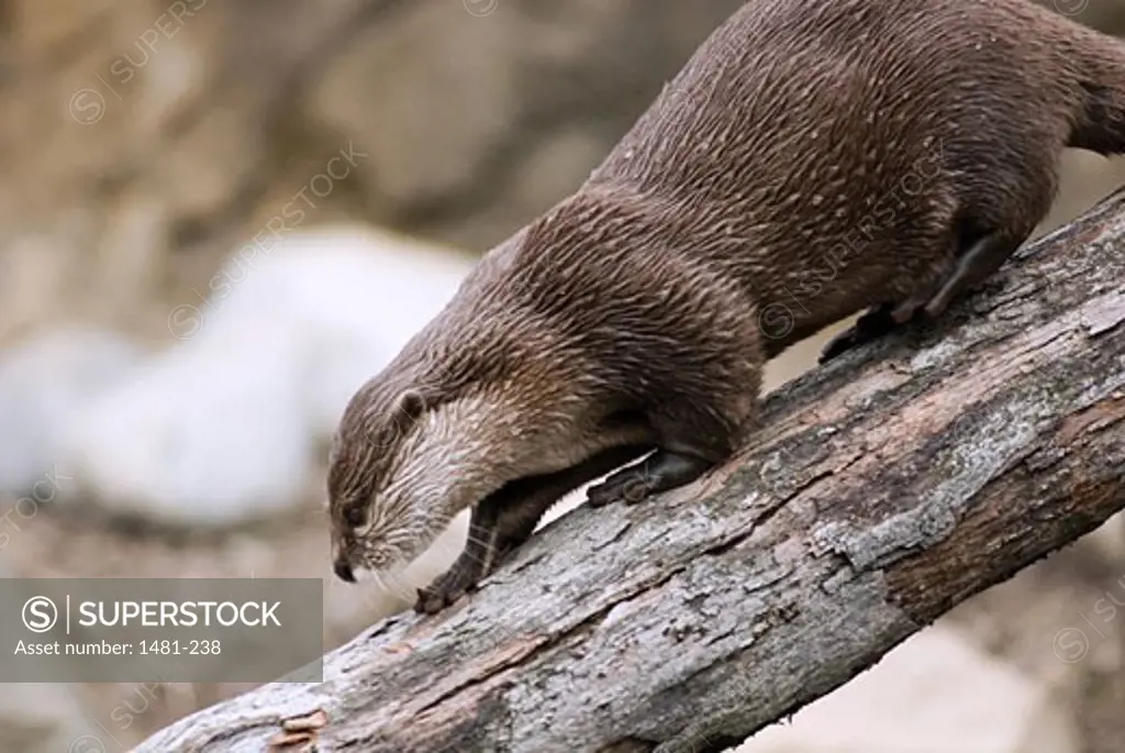 Oriental Short-Clawed otter (Aonyx cinerea) on a log